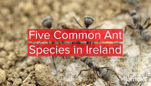 Ants In Ireland