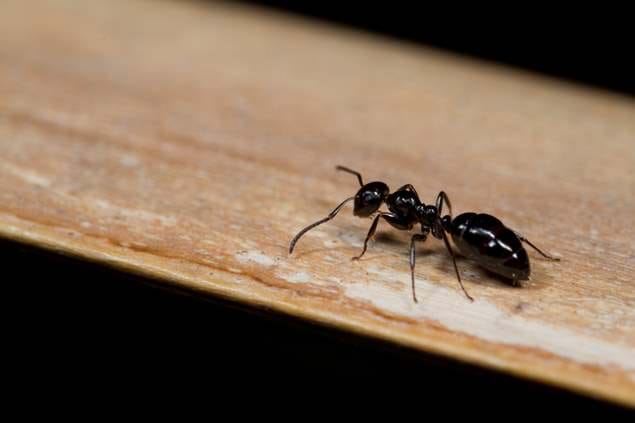 Black Ants