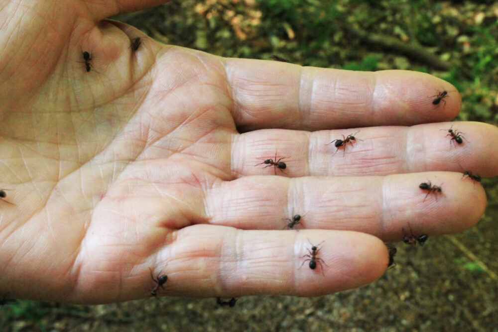How To Get Rid Of Ants