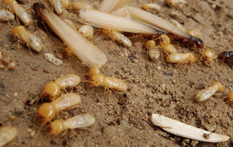Termites