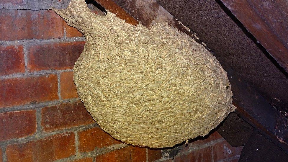 Wasp Nest